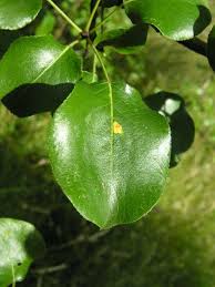 Attēlu rezultāti vaicājumam “Pyrus pyraster leaf”