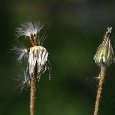 Attēlu rezultāti vaicājumam “Crepis tectorum fruit”