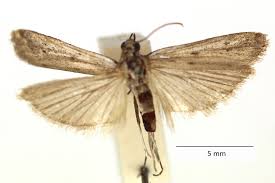 Attēlu rezultāti vaicājumam “Phycitodes binaevella”