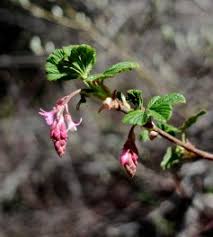 Attēlu rezultāti vaicājumam “Ribes uva-crispa flower”