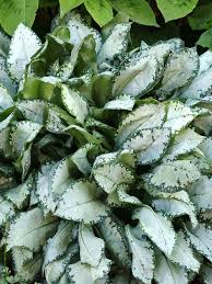 Attēlu rezultāti vaicājumam “Pulmonaria angustifolia leaf”