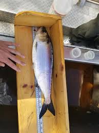 Image result for Alosa sapidissima