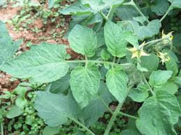 Attēlu rezultāti vaicājumam “Lycopersicon esculentum”