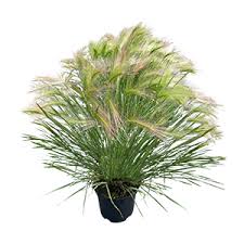 Attēlu rezultāti vaicājumam “Hordeum jubatum”