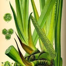 Attēlu rezultāti vaicājumam “Acorus calamus leaf”