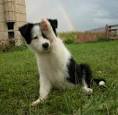 Border Collie Picture | Dog Family