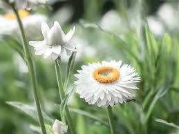 Image result for Strohblume