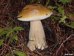 Attēlu rezultāti vaicājumam “Boletus edulis”