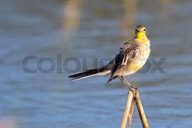 Attēlu rezultāti vaicājumam “Motacilla citreola”