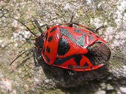 Attēlu rezultāti vaicājumam “Eurydema dominulus imago”