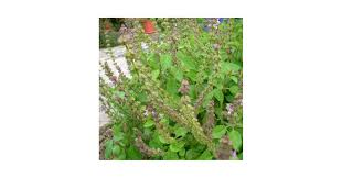 Attēlu rezultāti vaicājumam “Clinopodium vulgare fruit”