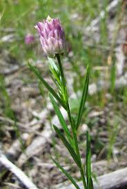 Attēlu rezultāti vaicājumam “Polygalaceae”