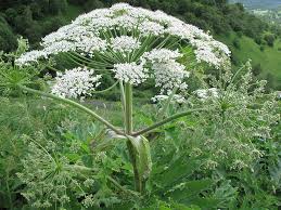 Attēlu rezultāti vaicājumam “Heracleum”