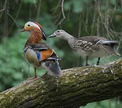 Attēlu rezultāti vaicājumam “Aix galericulata male”