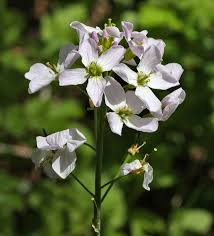 Attēlu rezultāti vaicājumam “Cardamine pratensis leaf”