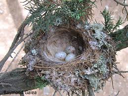 Attēlu rezultāti vaicājumam “Muscicapa striata nest”
