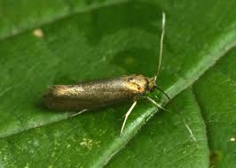 Attēlu rezultāti vaicājumam “Bucculatricidae”