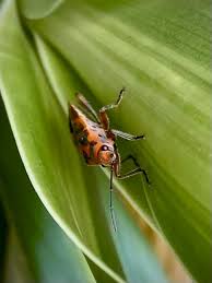 Attēlu rezultāti vaicājumam “Lygaeidae”