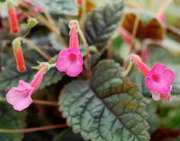 Image result for Sinningia