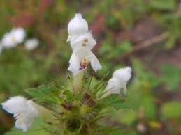 Attēlu rezultāti vaicājumam “Galeopsis tetrahit”