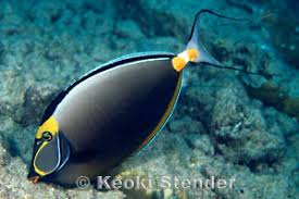 Image result for Naso lituratus