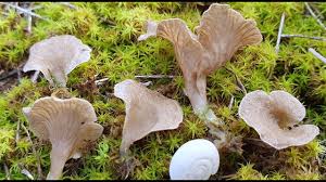 Attēlu rezultāti vaicājumam “Arrhenia spatulata”