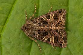 Attēlu rezultāti vaicājumam “Hadena rivularis”