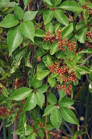 Attēlu rezultāti vaicājumam “Vitaceae”