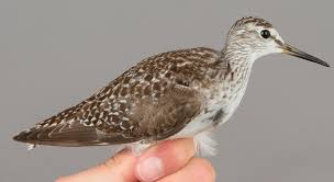 Attēlu rezultāti vaicājumam “Tringa glareola adult”