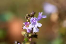 Attēlu rezultāti vaicājumam “Acinos arvensis flower”