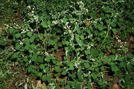 Attēlu rezultāti vaicājumam “Chenopodium acerifolium”
