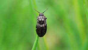 Attēlu rezultāti vaicājumam “Agrypnus murinus”