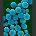 Encapsulated Yeast 