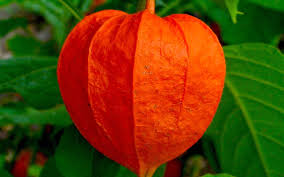 Image result for Lampionblume