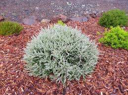 Attēlu rezultāti vaicājumam “Calluna vulgaris leaf”