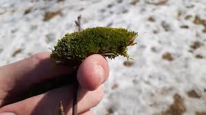 Attēlu rezultāti vaicājumam “Bryum argenteum”