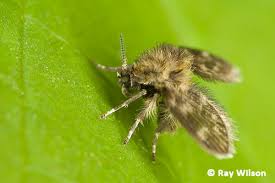 Attēlu rezultāti vaicājumam “Psychodidae”