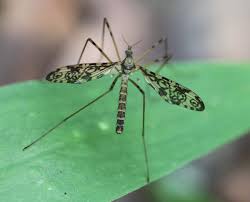 Attēlu rezultāti vaicājumam “Epiphragma ocellare”