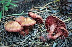 Attēlu rezultāti vaicājumam “Cortinarius sanguineus”