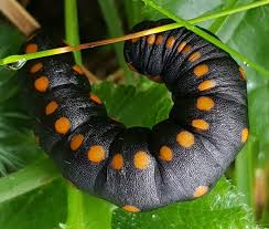 Attēlu rezultāti vaicājumam “Cucullia lucifuga larva”