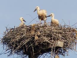 Attēlu rezultāti vaicājumam “Ciconia ciconia nest”