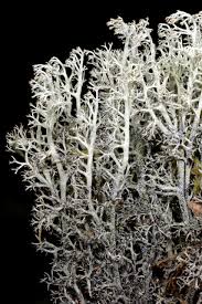 Attēlu rezultāti vaicājumam “Cladonia stygia”