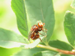 Attēlu rezultāti vaicājumam “Sicus ferrugineus”