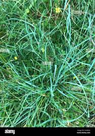 Attēlu rezultāti vaicājumam “Eleocharis quinqueflora flower”