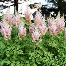 Attēlu rezultāti vaicājumam “Astilbe chinensis bud”