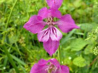 Attēlu rezultāti vaicājumam “Gladiolus imbricatus bud”