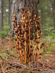 Attēlu rezultāti vaicājumam “Monotropa hypopitys bud”