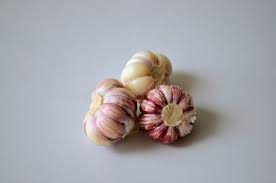 Attēlu rezultāti vaicājumam “Allium sativum fruit”