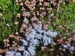 Attēlu rezultāti vaicājumam “Siphoptychium violaceum spores”