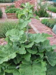 Attēlu rezultāti vaicājumam “Arctium lappa”